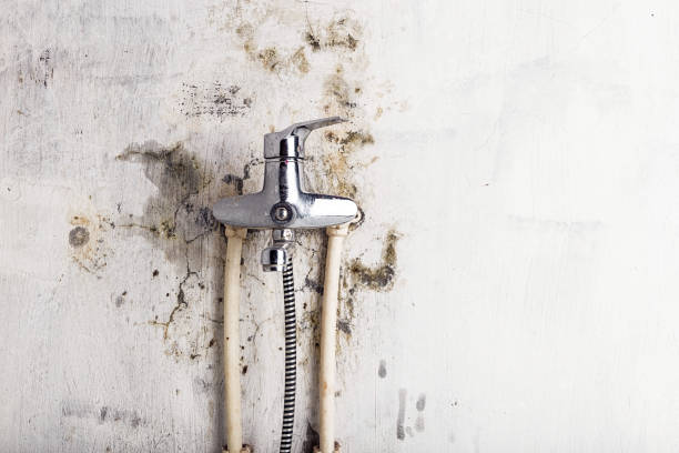 Best Health and Safety Mold Remediation in Powell, AL