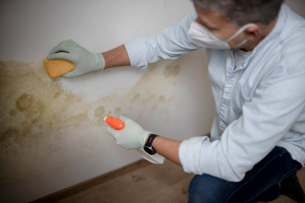Best Post-Flood Mold Remediation in Powell, AL