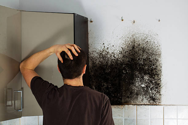 Best DIY Mold Remediation Support Services in Powell, AL