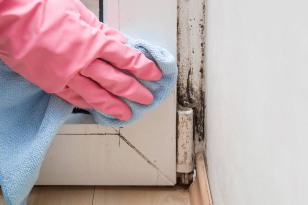 Best Industrial Mold Remediation in Powell, AL